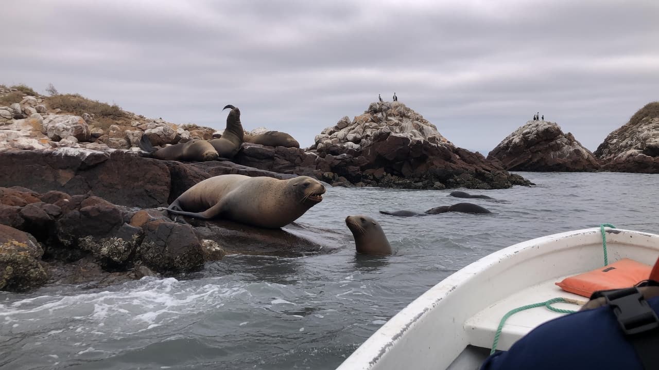 Paracas, Ballestas & Huacachina Full Day